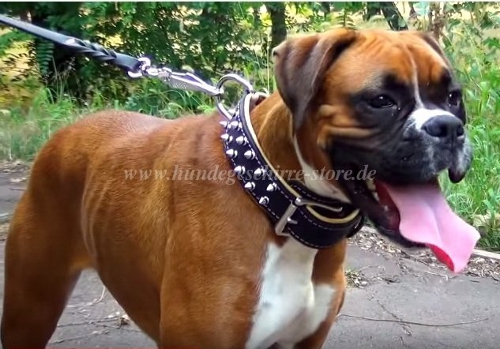 boxer Lederhalsbänder nappa spikes pforzheim