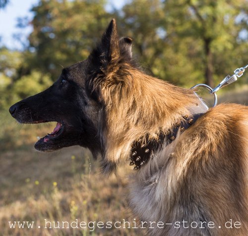 Leder Hundehalsband mit Dekor-Elemente