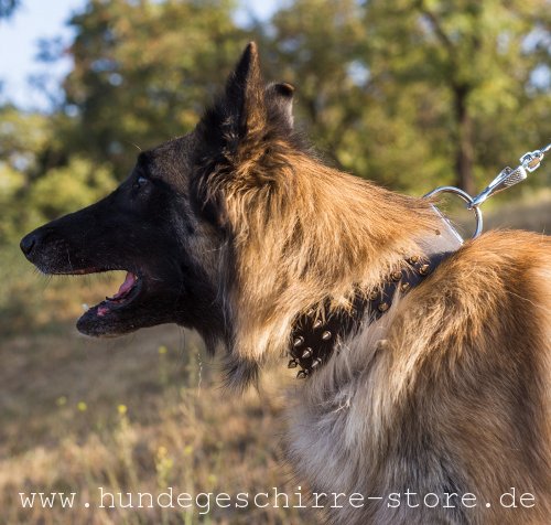 Leder Hundehalsband mit Dekor-Elemente