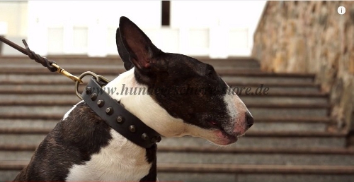 breites lederhalsband bullterrier handgemacht österreich