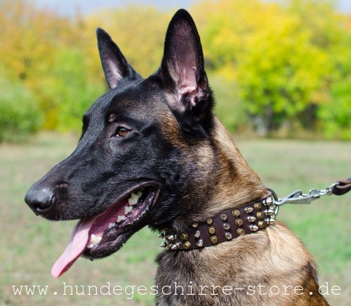 Leder Hundehalsband mit Designer-Dekor