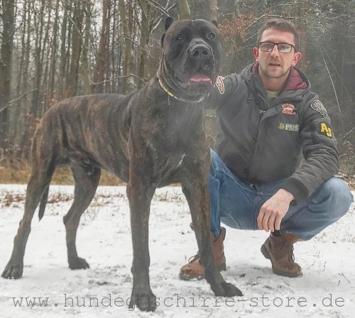 Halsband aus Leder mit Platten aus Messing für Bandog