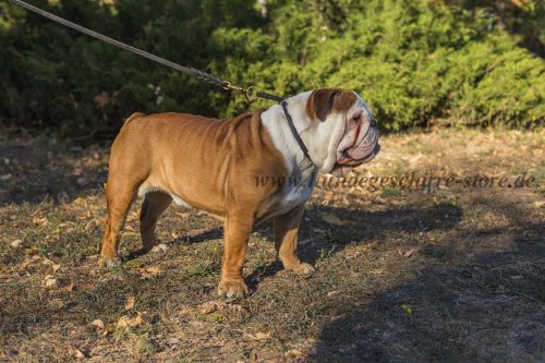 zughalsband leder englische bulldogge kaufen