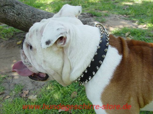 Hundehalsband mit Dornen