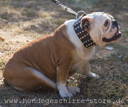 Leder Halsband, exklusiv