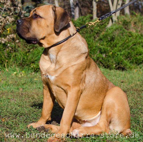 Leder Hundehalsband, handgeschaffen