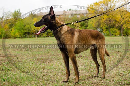 Zughalsband aus Leder fuer Belgischen
Schäferhund