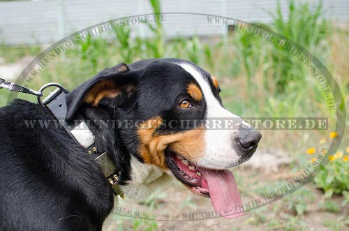 collars for dog handling mountain dog new
