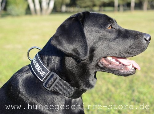  Nylon Hundehalsband, stark und sicher