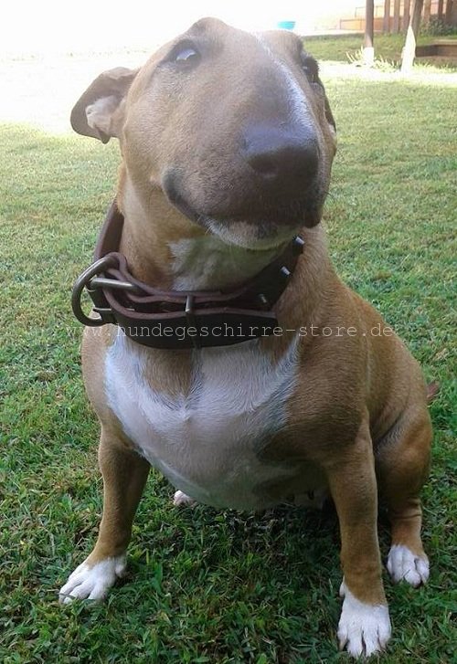 lederhalsband bullterrier berlin