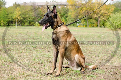 Luxury dog ​​leather collar with round rivets for
Belgian Malinois
