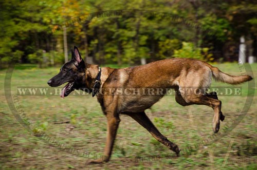 Halsband aus Leder mit Messing-Platten
fuer Belgischen Schäferhund