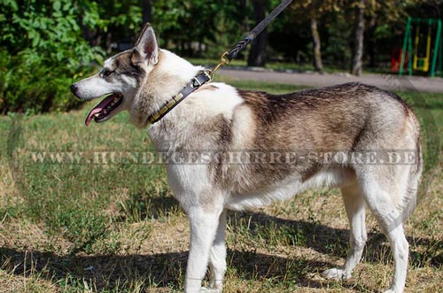 Halsband aus Leder mit Platten aus Messing fuer
Westsibirische Laika