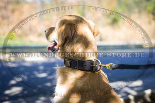 Leder Hundehalsband, robust