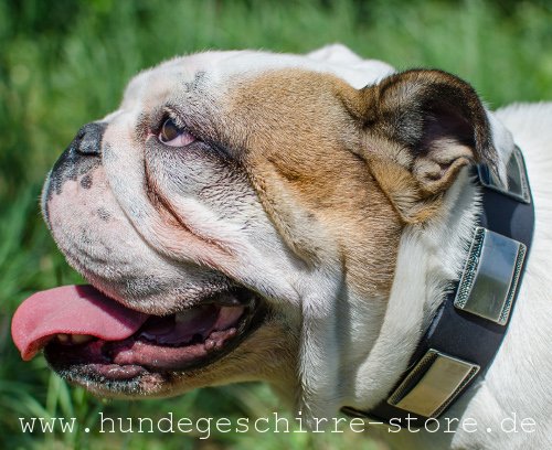 Leder Hundehalsband, ausgezeichnete Qualität