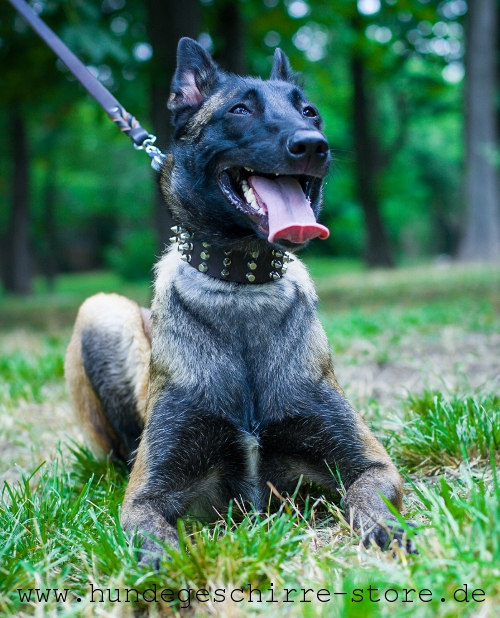 ausgezeichnetes Hundehalsband aus Leder