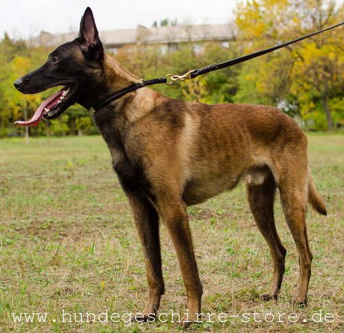  Hundehalsband aus Leder mit Nylon-Seil