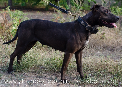 Hundehalsband Leder, verniitet