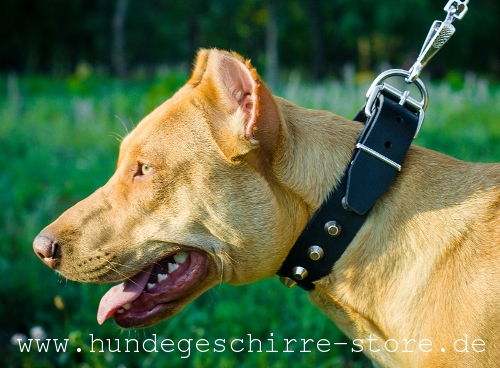 breites bequemes Leder Hundehalsband