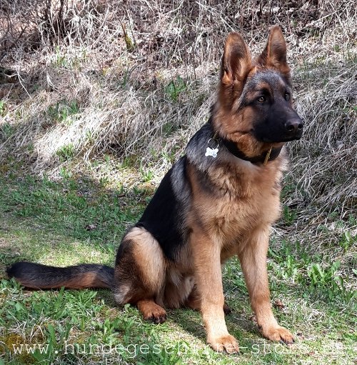 durchgenähtes Leder Hundehalsband