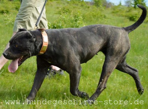  Hundehalsband aus Leder, praktisch