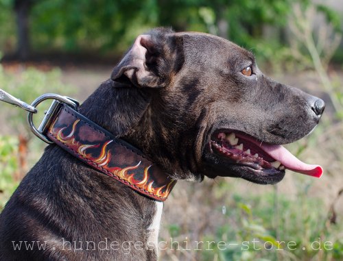 Leder Hundehalsband, herrliches Design 