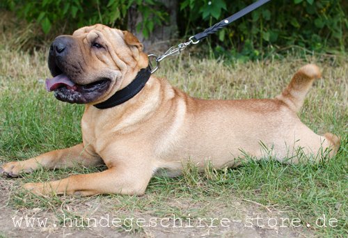 ForDogTrainers Hundehalsband aus Echtleder