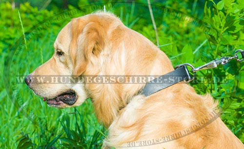 Hundehalsband Leder, abriebfest