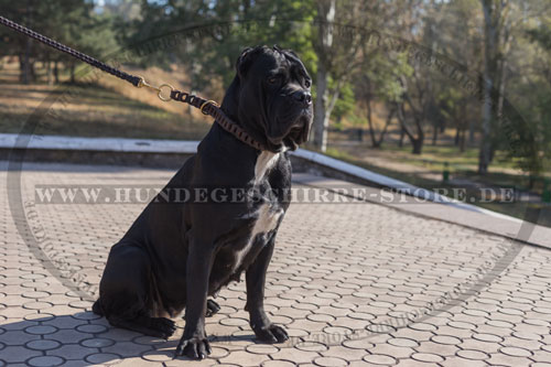 Leder Hundehalsband, einzigartig