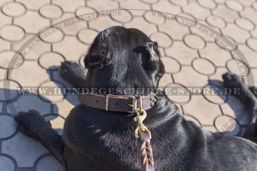 abriebfestes Leder Hundehalsband