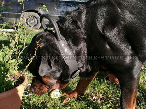 Hundehalsband Leder am Rottweiler