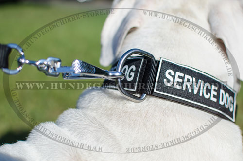 Nylon Hundehalsband online kaufen