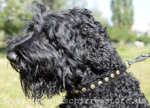 Hundehalsband Leder, stilvoll