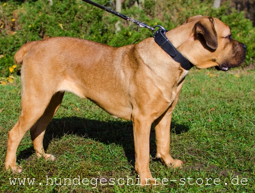 Cane Corso Leder Hundehalsband