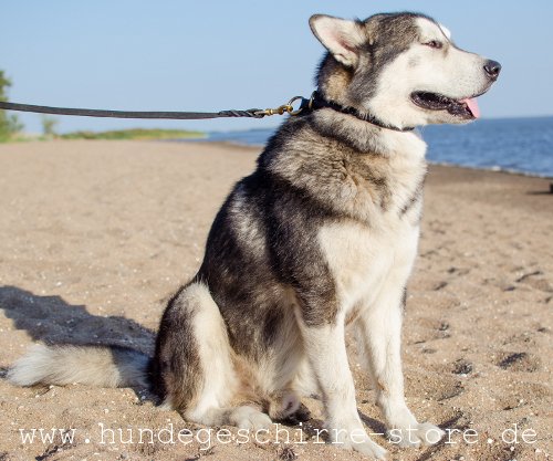 Leder Hundehalsband, strapazierfähig