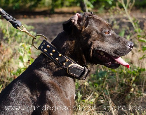 Leder Hundehalsband, wunderschönes Design