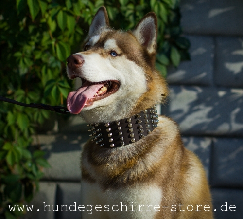 Hundehalsband aus Leder, außerordentlich