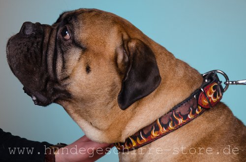 Leder Hundehalsband online kaufen