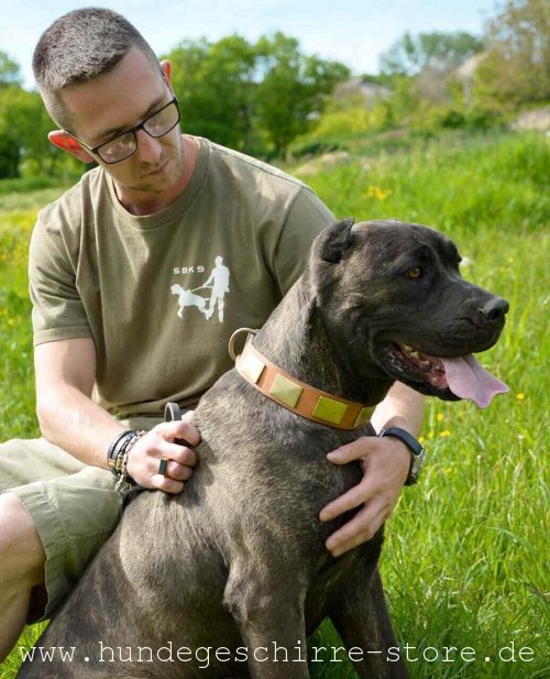 Leder Hundehalsband mit abgerundeten Kanten