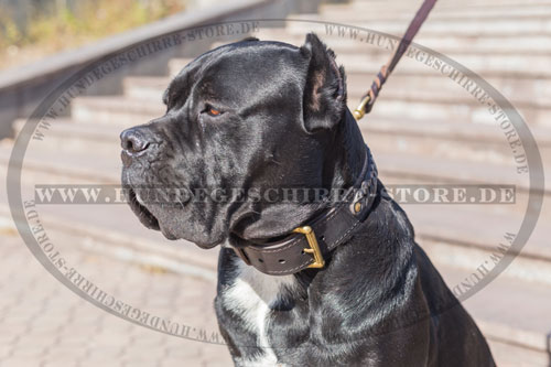 vernietetes Leder Hundehalsband 