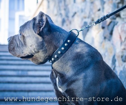 Leder Hundehalsband, solid