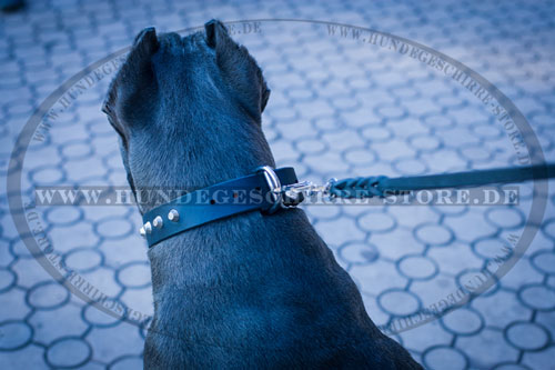 breites Leder Hundehalsband