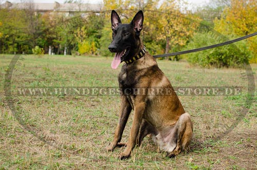 Prachtvolles Hunde Lederhalsband mit Platten fuer
Belgischen Malinois