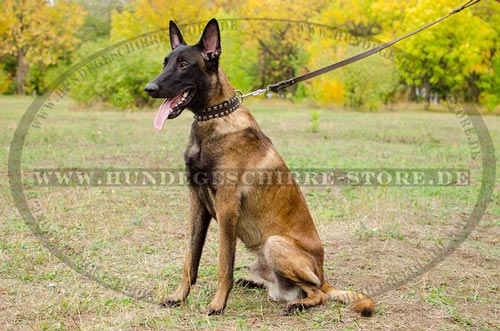 Luxus Hunde Lederhalsband mit Nickel-Nieten fuer
Belgischen Malinois