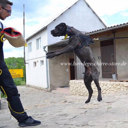 American Bandogge Mastiff halsband nylon