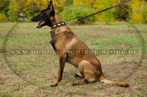 Luxus Hunde Lederhalsband mit Ovalen fuer Belgischen
Malinois