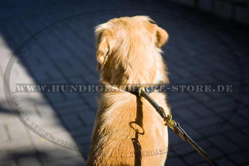 Erziehungshundehalsband aus Leder, durchgeölt