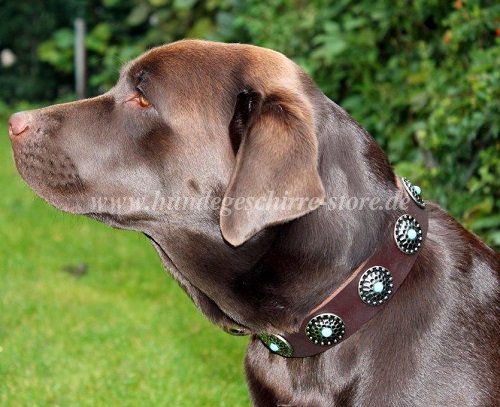 halsband labrador retriever berlin