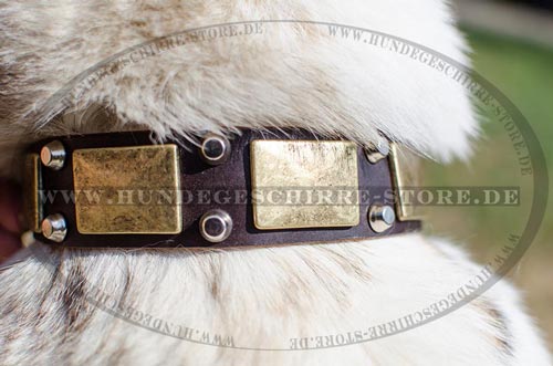 Halsband Leder fuer West-Sibirische Laika