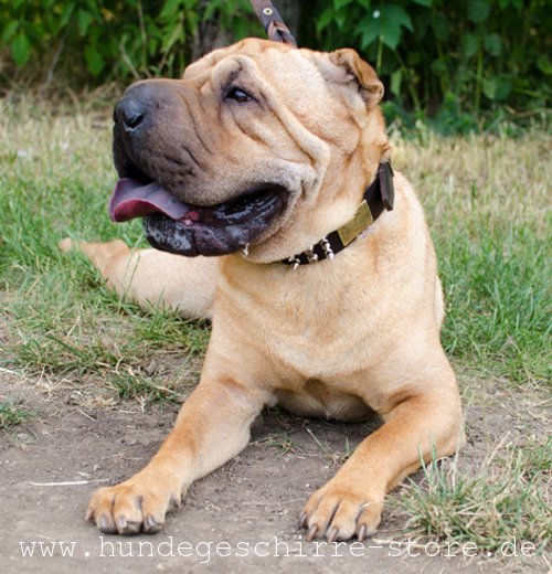 Leder Hundehalsband mit Schmuck